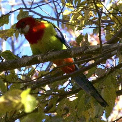 Platycercus eximius (Eastern Rosella) at Ainslie, ACT - 23 May 2018 by jb2602