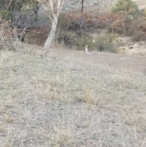 Osphranter robustus at Gundaroo, NSW - 27 May 2018