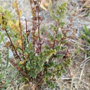 Cheilanthes sieberi at Lake George, NSW - 27 May 2018