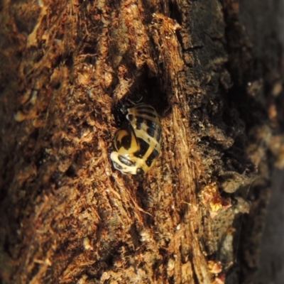 Harmonia conformis (Common Spotted Ladybird) at Pollinator-friendly garden Conder - 21 Nov 2017 by michaelb