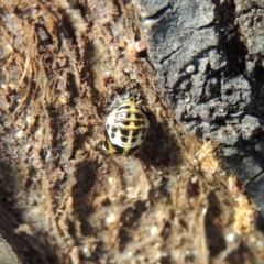 Harmonia conformis at Conder, ACT - 22 Nov 2017