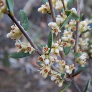 Monotoca scoparia at Aranda, ACT - 28 May 2018