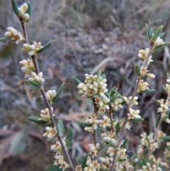 Monotoca scoparia at Aranda, ACT - 28 May 2018