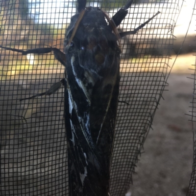 Abantiades atripalpis (Bardee grub/moth, Rain Moth) at Wonboyn, NSW - 14 May 2018 by AlinaJ