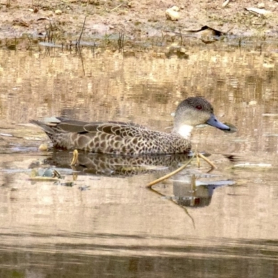 Anas gracilis (Grey Teal) at Gungahlin, ACT - 28 May 2018 by jbromilow50