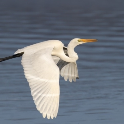 Ardea alba (Great Egret) at Merimbula, NSW - 28 May 2018 by Leo