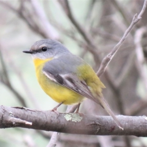 Eopsaltria australis at Tennent, ACT - 28 May 2018