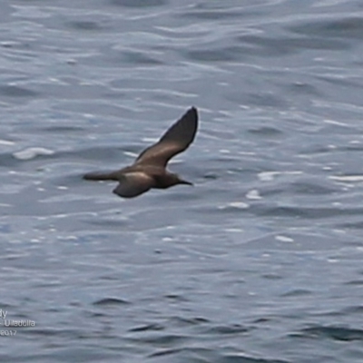 Anous stolidus (Common Noddy) at Undefined - 1 May 2017 by Charles Dove