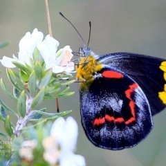 Delias nigrina (Black Jezebel) at Ulladulla, NSW - 1 May 2017 by Charles Dove