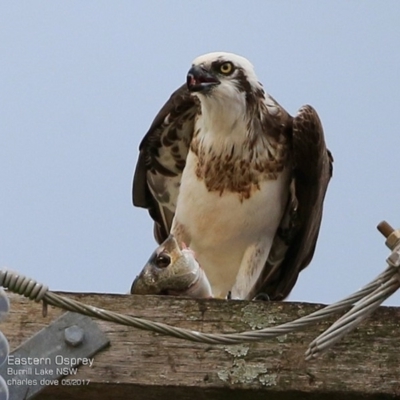 Pandion haliaetus (Osprey) at Undefined - 1 May 2017 by Charles Dove