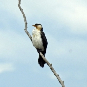 Microcarbo melanoleucos at Fyshwick, ACT - 29 May 2018