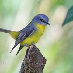 Eopsaltria australis (Eastern Yellow Robin) at  - 5 May 2018 by CharlesDove