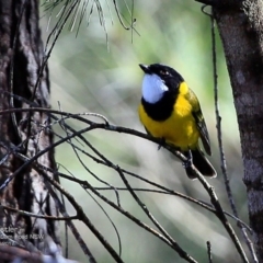 Pachycephala pectoralis (Golden Whistler) at Morton National Park - 2 May 2017 by Charles Dove