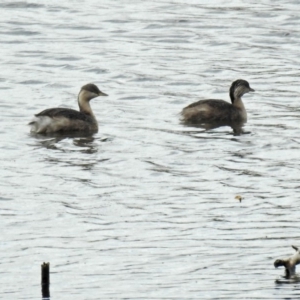 Poliocephalus poliocephalus at Fyshwick, ACT - 29 May 2018