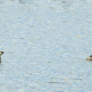 Poliocephalus poliocephalus at Fyshwick, ACT - 29 May 2018