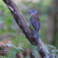 Colluricincla harmonica (Grey Shrikethrush) at Ulladulla, NSW - 2 May 2017 by CharlesDove