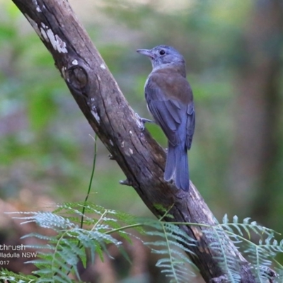 Colluricincla harmonica (Grey Shrikethrush) at Ulladulla, NSW - 2 May 2017 by CharlesDove