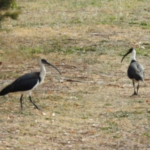 Threskiornis spinicollis at Fyshwick, ACT - 29 May 2018