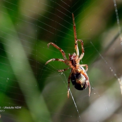 Unidentified Spider (Araneae) at Ulladulla, NSW - 30 Apr 2017 by CharlesDove