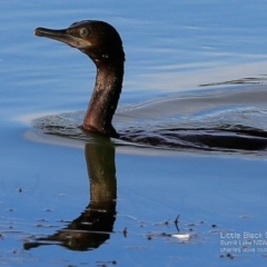 Phalacrocorax sulcirostris (Little Black Cormorant) at Burrill Lake, NSW - 1 May 2017 by Charles Dove