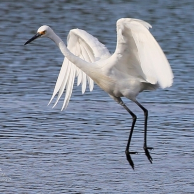 Egretta garzetta (Little Egret) at Burrill Lake, NSW - 1 May 2017 by Charles Dove