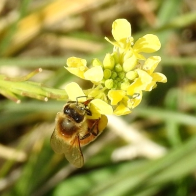 Apis mellifera (European honey bee) at Fyshwick, ACT - 29 May 2018 by RodDeb