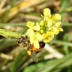 Apis mellifera at Fyshwick, ACT - 29 May 2018