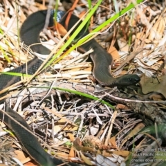 Pseudechis porphyriacus (Red-bellied Black Snake) at South Pacific Heathland Reserve - 30 Apr 2017 by Charles Dove