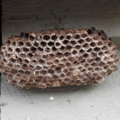 Polistes (Polistella) humilis (Common Paper Wasp) at Fyshwick, ACT - 29 May 2018 by RodDeb