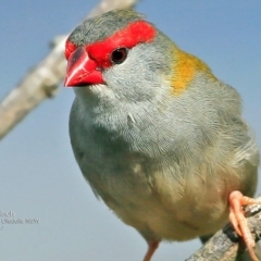 Neochmia temporalis (Red-browed Finch) at One Track For All - 5 May 2017 by Charles Dove