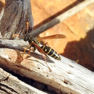 Polistes (Polistes) chinensis at Fyshwick, ACT - 29 May 2018 12:48 PM