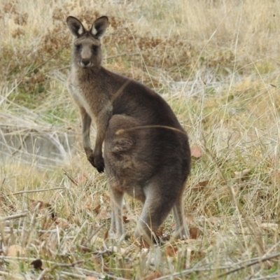 Macropus giganteus (Eastern Grey Kangaroo) at Jerrabomberra Wetlands - 29 May 2018 by RodDeb