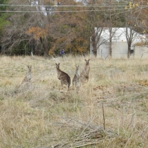 Macropus giganteus at Fyshwick, ACT - 29 May 2018