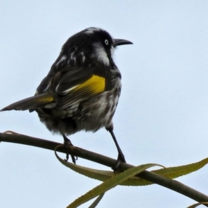 Phylidonyris novaehollandiae at Fyshwick, ACT - 29 May 2018