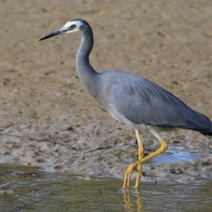 Egretta novaehollandiae at Burrill Lake, NSW - 6 May 2017 12:00 AM