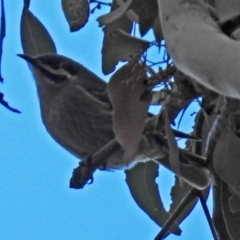 Caligavis chrysops (Yellow-faced Honeyeater) at Fyshwick, ACT - 29 May 2018 by RodDeb