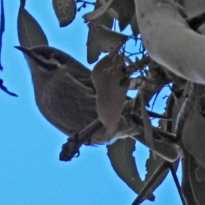 Caligavis chrysops at Fyshwick, ACT - 29 May 2018