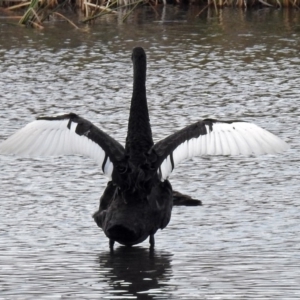 Cygnus atratus at Fyshwick, ACT - 29 May 2018