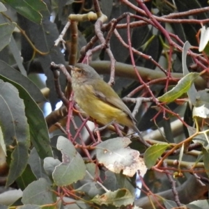 Smicrornis brevirostris at Fyshwick, ACT - 29 May 2018