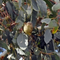 Smicrornis brevirostris at Fyshwick, ACT - 29 May 2018