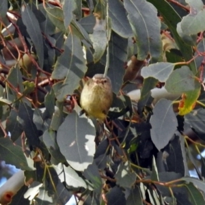 Smicrornis brevirostris at Fyshwick, ACT - 29 May 2018