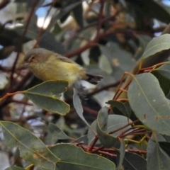 Smicrornis brevirostris at Fyshwick, ACT - 29 May 2018