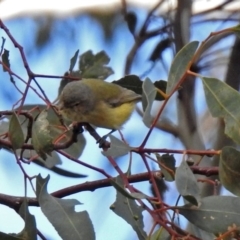 Smicrornis brevirostris at Fyshwick, ACT - 29 May 2018