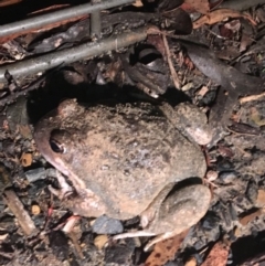 Limnodynastes dumerilii (Eastern Banjo Frog) at Gundaroo, NSW - 29 May 2018 by leegundaroo