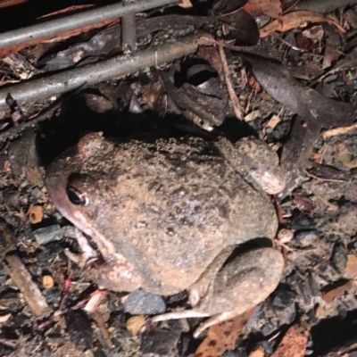 Limnodynastes dumerilii (Eastern Banjo Frog) at Gundaroo, NSW - 29 May 2018 by leegundaroo
