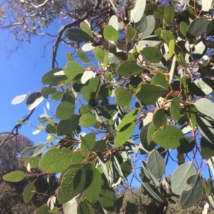 Eucalyptus polyanthemos at Googong, NSW - 16 May 2018