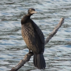 Phalacrocorax sulcirostris (Little Black Cormorant) at Campbell, ACT - 9 May 2018 by MichaelBedingfield