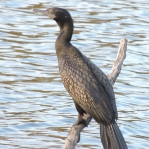 Phalacrocorax sulcirostris at Campbell, ACT - 9 May 2018