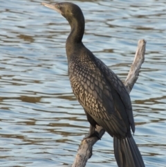 Phalacrocorax sulcirostris at Campbell, ACT - 9 May 2018