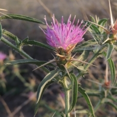 Centaurea calcitrapa (Star Thistle) at Campbell, ACT - 9 May 2018 by MichaelBedingfield